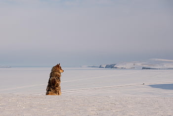perro, fornido, Husky siberiano, perro de trineo, mascota, canino, Siberia, lago baikal, naturaleza, animal, invierno