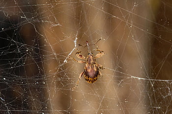 weevil, cobweb, caught, insect, web, spiderweb, nature, macro, closeup