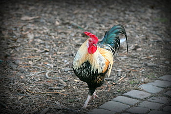 kohout, kuře, pták, zvíře, hospodařit, Příroda, hospodářských zvířat, Gallo, parco, natura