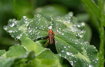 insect, beetle, plant, waterdrops, dewdrops, nature, forest, close Up