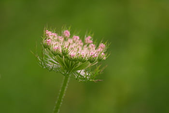 wilde Karotte, daucus carota subsp, Carota, blühen, Weiß, Wildpflanze, Nahansicht, Natur, Sommer-, Wildblume, Wiesenpflanze