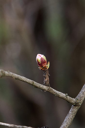 bud, tree, nature, almond, branches, growth, botany