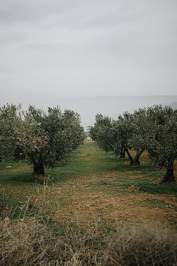ovocný sad, mlhavé počasí, olivový sad, řádky stromů, Misty venkovská krajina, Mírový výhled, olivovníky, venkovské scény, mlhavé krajiny, Misty Orchard, Mírový sad