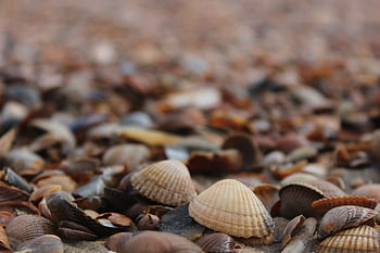 kerang, cowries, Keong, pantai, laut, pulau, alam, liburan