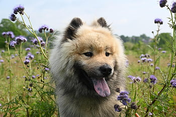 dog, canine, pet, friend, breed, animal, mammal, eurasier Dog, eurasier Olaf, young Stallion, nature