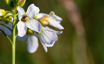 enkeltblomst, natur, hvid, Skumurt, Cardamine, forår, spids blomst