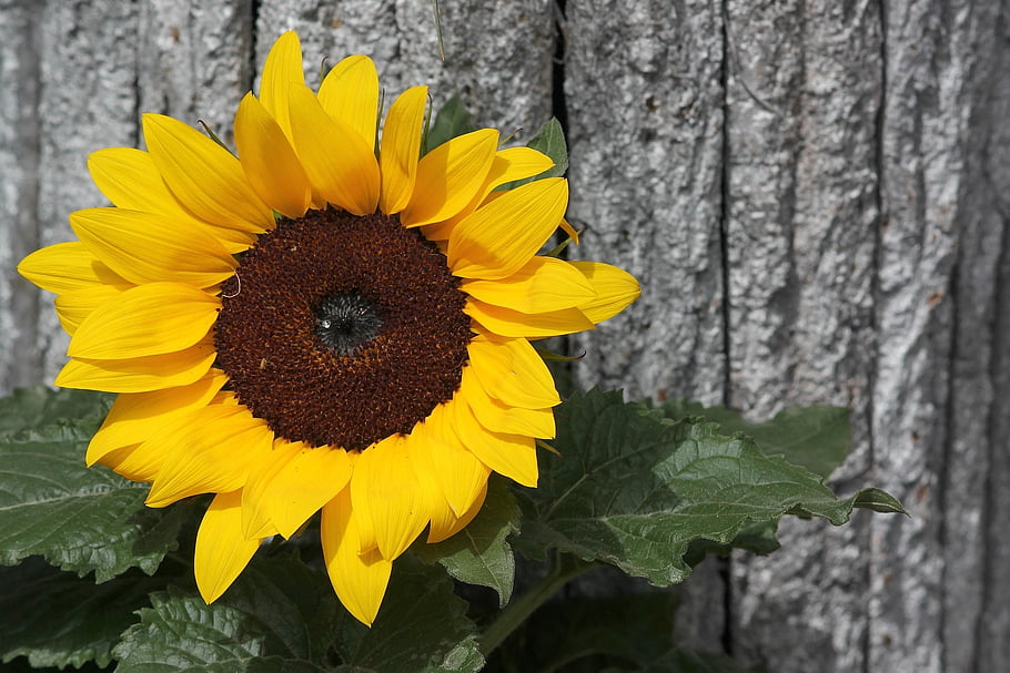 sunflower, blossom, bloom, mac Wallpaper, yellow, summer, full Hd Wallpaper, flower, wallpaper Hd, flower Background, plant