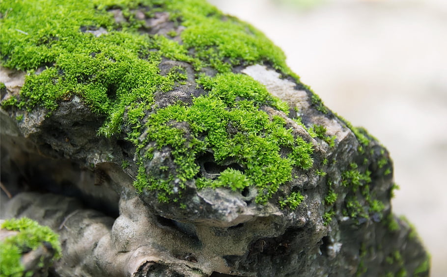 fungus, moss, grunge, lichen, moist, flora, plant, nature