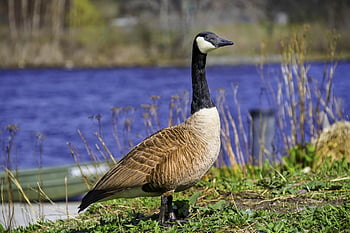 kachna, kanadský, husa, zvíře, voda, Pírko, husy, volně žijících živočichů, jezero, rybník, divoký