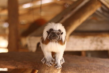 mono, mico, nature, animal, naturaleza, silvestre, primate, mamífero, zoológico
