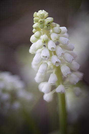 hroznové hyacinty, květ, květinové tapety, jarní květiny, rané bloomery, květinové pozadí, Příroda, květiny, zahrada, flóra, pupen