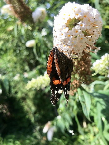 admiral, butterfly, edelfalter, butterflies, insect, flying Insect, animal, wing, nature, summer, garden