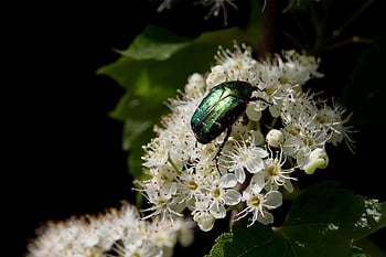 shiny Gold Rose Beetle, common Rose Chafer, beetle, nature, insect, cetonia Aurata, pollination, beautiful Flowers, pollinating, flower Wallpaper, flower Background