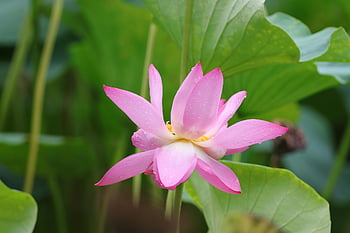 lotus, pink Flowers, lotus Buds, flower Buds, blooming Lotus, flowers, pond, aquatic Plants, plants, buds, lotus Pond