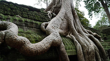 öreg fa, majom, Kambodzsa, angkor wat, angkor thom, ta prohm, utazás, siem nyír
