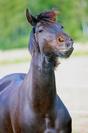 horse, animal, nature, wildlife, wild Horse