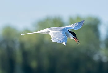 アジサシ、 海つばめ、 海鳥、 釣り、 鳥、 赤いくちばし、 湖、 飛行中、 飛行、 自然、 エレガント