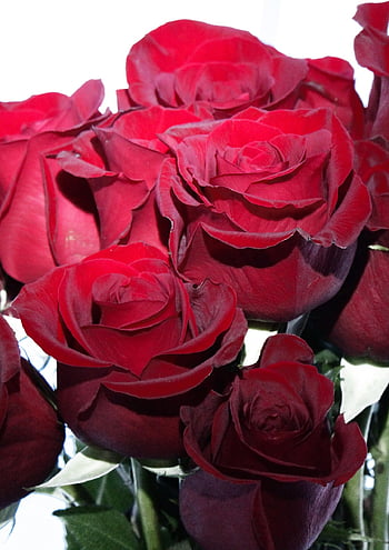 roses, bouquet, nature, flowers, beautiful Flowers, love, novel, romantic, flower, gift, bloom