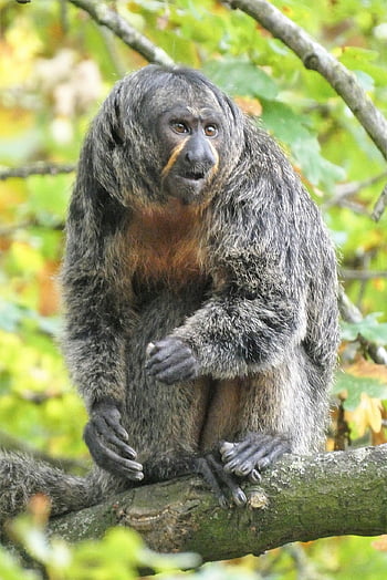 singe, saki, mammifère, gentil, faune, primate, parc animalier, asseoir, femelle, animal