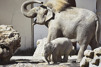elephants, infant, animals, mother, baby Elephant, mammal, wildlife, fauna, nature, zoo, tierpark Hellabrunn