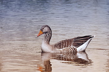 Gans, Wildvogel, wilde Gans, Wasservogel, Tier, Geflügel, Natur, Graugans, Zugvogel, Wasser, Gefieder