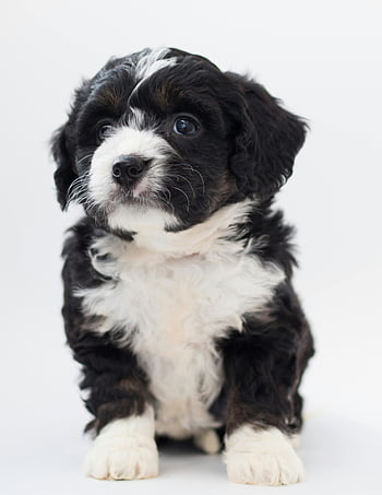 bernedoodle köpek yavrusu, siyah ve beyaz, kabarık kürk, stüdyo fotoğrafı, meraklı bakış, büyüleyici köpek yavrusu, Beyaz arkaplan, sevimli evcil hayvan, köpek yavrusu fotoğrafçılık, sevimli hayvan, siyah ve beyaz köpek yavrusu