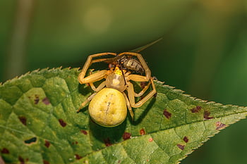 goldenrod krab pavouk, pavouk, pavoukovec, misumena vatia, zvíře, létat, Příroda, dravec, kořist, členovců, volně žijících živočichů