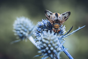 hedgehog Fly, insects, nature, flower Background, animals, macro, close Up, two-winged, beautiful Flowers, flower, flower Wallpaper