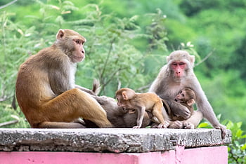 monkeys, primates, animals, familys, mother, father, baby Monkeys, mammals, species, wildlife, nature