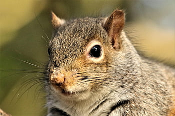 animal, rodent, nature, wildlife, forest, squirrel, animal World, close Up, foraging, winter