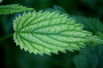 kopřiva, kopřivy, léčivé rostliny, urtica, léčivé byliny, urticaceae, bylinková medicína, divoká bylina, listy, Příroda