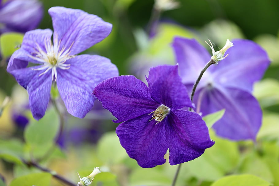 flowers, blue Clematis, blooming, blossom, plant, garden, spring, nature
