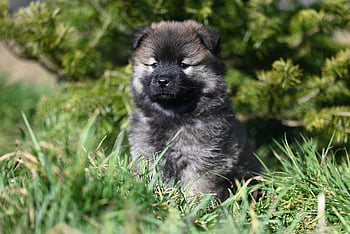 eurasier Aloha Puppy, nature, dog, pet, doggy, pup, canine, adorable Puppy, animal, puppy