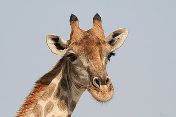Afrique, girafe, safari, faune, la nature, savane, cou, région sauvage, fmi sur le pouce