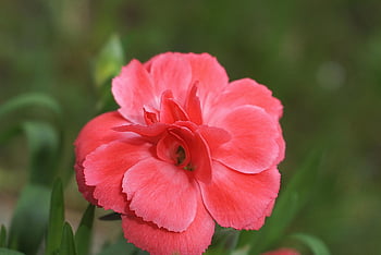 花、 ピンクの花、 カーネーションの花、 庭園、 自然、 フローラ、 植物、 赤いカーネーション、 閉じる、 観賞用植物、 植物学