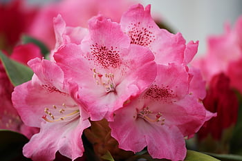 rhododendron, blossom, bloom, red, bright Red, flower, nature, purple, close Up, garden, romantic
