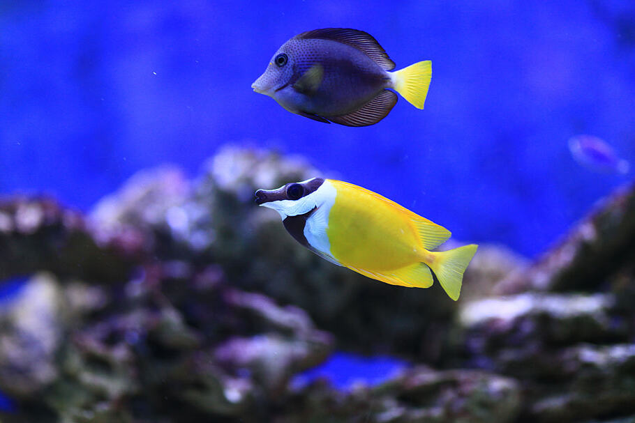 Foxface Rabbitfish, Purple Tang, Fish, Sea, Underwater, Ocean, Water, Blue Fish, Yellow Fish, Marine Animals, Aquatic