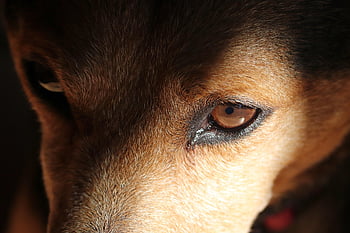 dog Eyes, friend, dog, portrait, animal Photo, nature, animal, domestic Animal, head, best Friends, hybrid