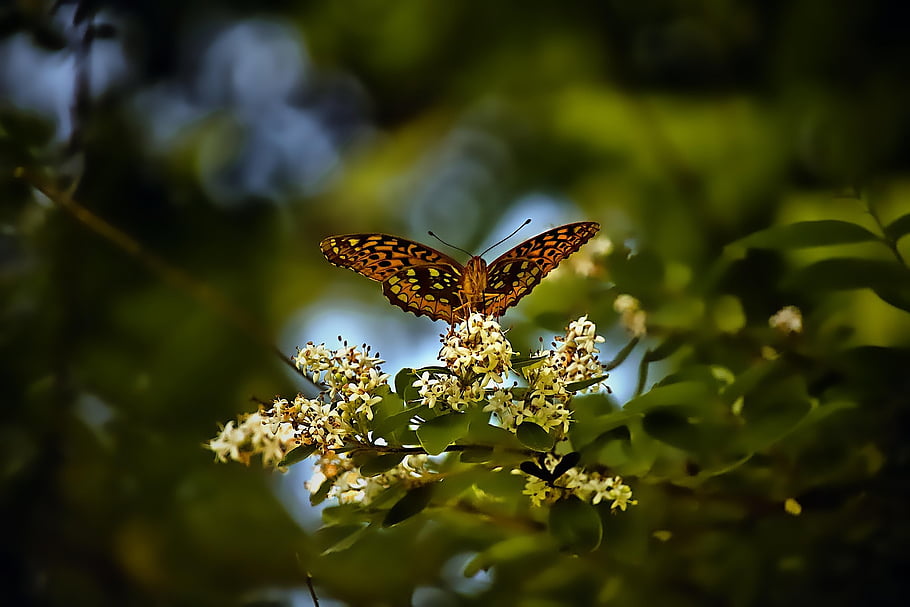 hnědý motýl, motýl, hmyz, fritillary, křídla, opylování, zahrada, Příroda, letní, přírodní, práce na zahradě
