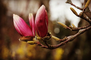 wiosna, Wielki Tydzień, Natura