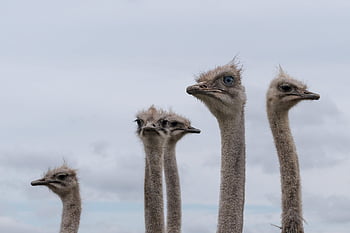 ostriches, animals, flightless Birds, birds, nature, wildlife, grey, gray