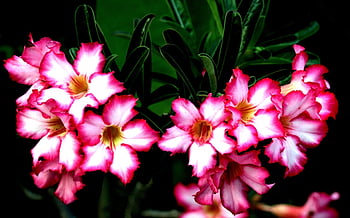 adenium Obesum, adenium, flowers, flora, petals, blooming