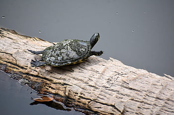 turtle, reptile, animal, fauna, log, water, nature, tree, sunning