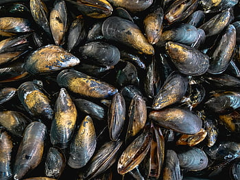 černé mušle, Hnědé mušle, čerstvé mušle, mořské odměny, přírodní textury, pohled z vysokého úhlu, mušlemi, plody moře, mořský život, měkkýšů, sklizeň oceánu
