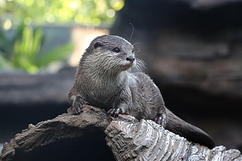 vydra, Příroda, volně žijících živočichů, savec, zvíře, roztomilý, voda, kníry, tvář, fauna