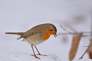 ロビン、 自然、 鳥、 鳴き鳥、 羽毛、 雪、 供給、 パーク、 冬