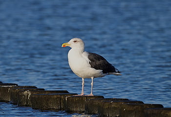Möwe, Ostsee, Buhne, fallen, Natur
