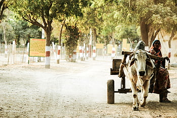 woman, brown wooden buffalo trailer, trees, bullock cart, dusty road, Bikaner, India, rural scene, traditional transport, outdoor setting, cultural experience