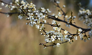 fiori, primavera, bocciolo di mela, albero di mele, ramo, natura, rosa, fioritura, fiori di melo, avvicinamento, Pasqua