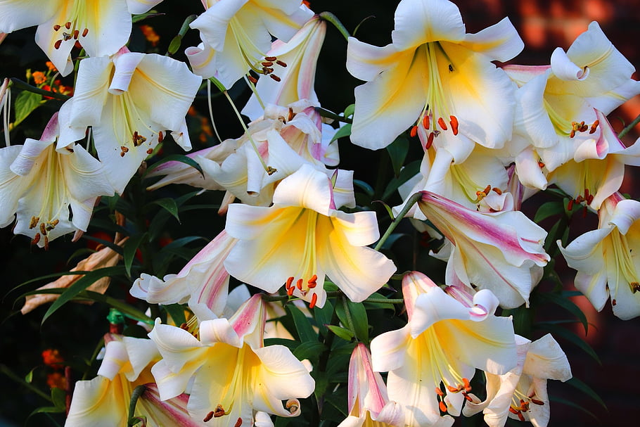 royal Lilies, flowers, plants, king's Lilies, lilies, lilium, petals, bloom, garden, nature, closeup